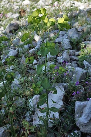 Euphorbia triflora subsp. kerneri \ Kerners Wolfsmilch / Kerner's Spurge, Slowenien/Slovenia Koschuta, Planina Pungrat 6.7.2019