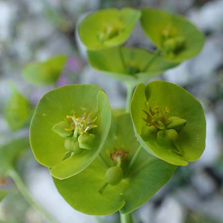 Euphorbia triflora subsp. kerneri \ Kerners Wolfsmilch / Kerner's Spurge, Slowenien/Slovenia Koschuta, Planina Pungrat 6.7.2019