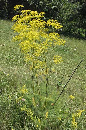 Ferulago campestris \ Knotenbl&uuml;tige Birkwurz / Field Fennel, Slowenien/Slovenia Postojna 14.7.2007