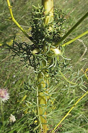 Ferulago campestris \ Knotenbl&uuml;tige Birkwurz / Field Fennel, Slowenien/Slovenia Postojna 14.7.2007