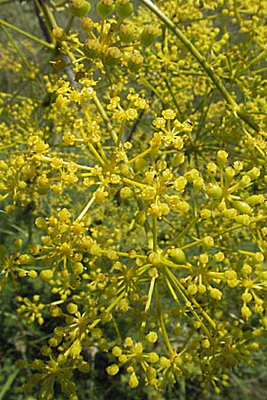 Ferulago campestris \ Knotenbl&uuml;tige Birkwurz / Field Fennel, Slowenien/Slovenia Postojna 14.7.2007