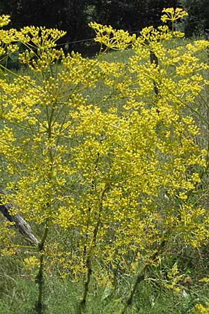Ferulago campestris \ Knotenbl&uuml;tige Birkwurz / Field Fennel, Slowenien/Slovenia Postojna 14.7.2007