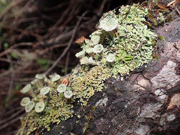 Cladonia chlorophaea ? \ Becher-Flechte / Cup Lichen, Slowenien/Slovenia Loibl-Pass 8.7.2019