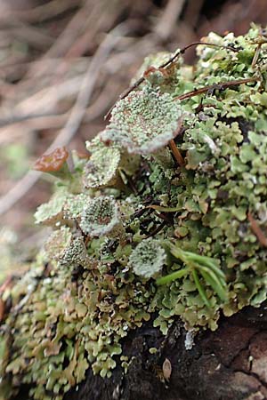 Cladonia chlorophaea ? \ Becher-Flechte / Cup Lichen, Slowenien/Slovenia Loibl-Pass 8.7.2019