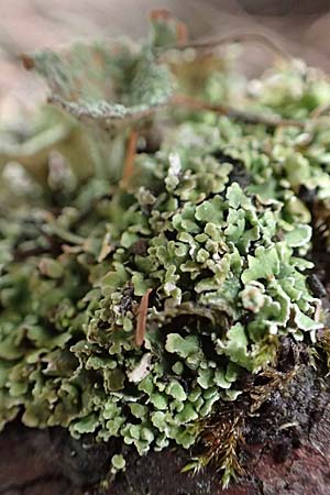 Cladonia chlorophaea ? \ Becher-Flechte / Cup Lichen, Slowenien/Slovenia Loibl-Pass 8.7.2019