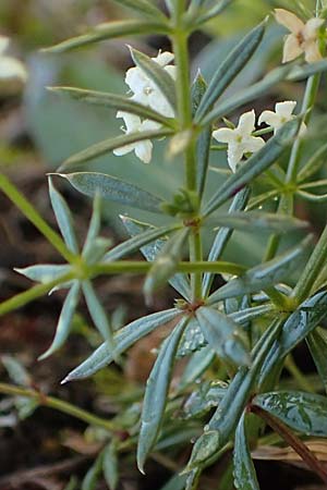 Galium anisophyllon \ Ungleichblttriges Labkraut / Alpine Bedstraw, Slowenien/Slovenia Koschuta, Planina Pungrat 6.7.2019
