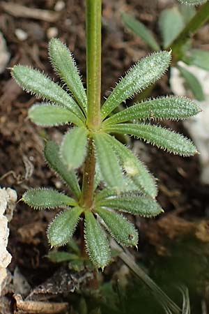 Galium austriacum ? \ &Ouml;sterreicher Labkraut / Austrian Bedstraw, Slowenien/Slovenia Koschuta 7.7.2019