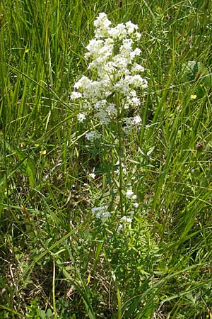 Galium boreale \ Nordisches Labkraut / Northern Bedstraw, Slowenien/Slovenia Nova Vas 27.6.2010