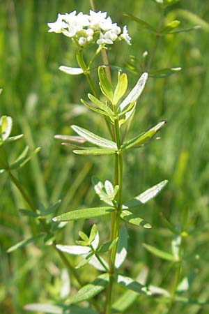 Galium boreale \ Nordisches Labkraut / Northern Bedstraw, Slowenien/Slovenia Nova Vas 27.6.2010
