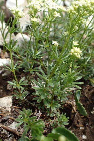 Galium austriacum ? \ &Ouml;sterreicher Labkraut / Austrian Bedstraw, Slowenien/Slovenia Koschuta 7.7.2019