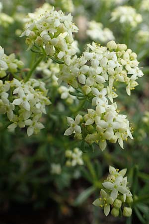 Galium austriacum ? \ &Ouml;sterreicher Labkraut / Austrian Bedstraw, Slowenien/Slovenia Koschuta 7.7.2019