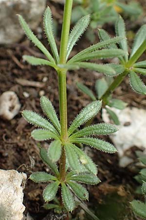 Galium austriacum ? \ &Ouml;sterreicher Labkraut / Austrian Bedstraw, Slowenien/Slovenia Koschuta 7.7.2019