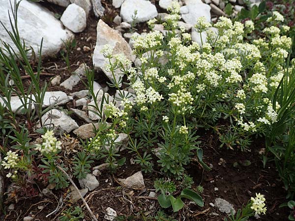 Galium austriacum ? \ &Ouml;sterreicher Labkraut / Austrian Bedstraw, Slowenien/Slovenia Koschuta 7.7.2019