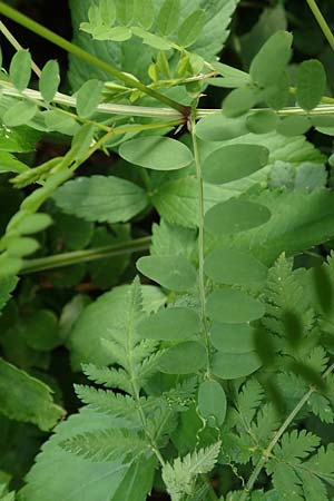 Vicia sylvatica \ Wald-Wicke / Wood Vetch, Slowenien/Slovenia Loibl-Pass 8.7.2019