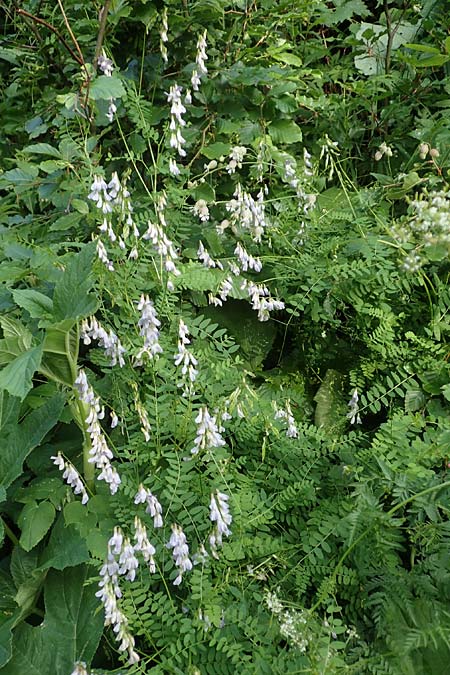 Vicia sylvatica \ Wald-Wicke / Wood Vetch, Slowenien/Slovenia Loibl-Pass 8.7.2019