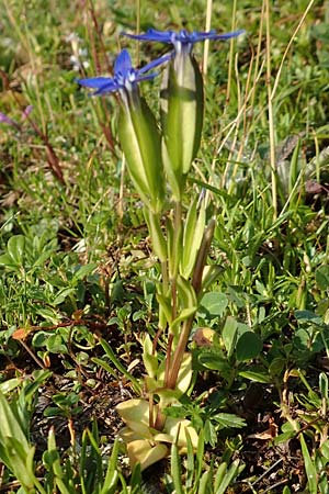 Gentiana utriculosa \ Schlauch-Enzian / Bladder Gentian, Slowenien/Slovenia Koschuta, Planina Pungrat 6.7.2019