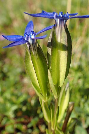 Gentiana utriculosa \ Schlauch-Enzian / Bladder Gentian, Slowenien/Slovenia Koschuta, Planina Pungrat 6.7.2019