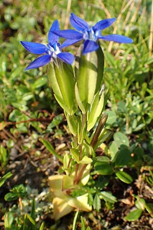 Gentiana utriculosa \ Schlauch-Enzian / Bladder Gentian, Slowenien/Slovenia Koschuta, Planina Pungrat 6.7.2019
