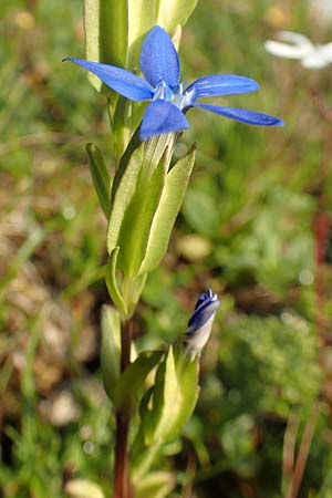 Gentiana utriculosa \ Schlauch-Enzian / Bladder Gentian, Slowenien/Slovenia Koschuta, Planina Pungrat 6.7.2019