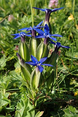 Gentiana utriculosa \ Schlauch-Enzian / Bladder Gentian, Slowenien/Slovenia Koschuta, Planina Pungrat 6.7.2019