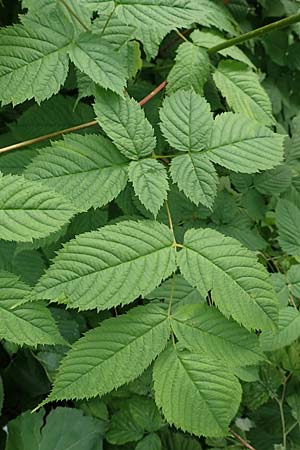 Aruncus dioicus \ Wald-Geibart, Slowenien Loibl-Pass 8.7.2019
