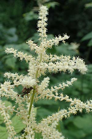 Aruncus dioicus \ Wald-Geibart, Slowenien Loibl-Pass 8.7.2019