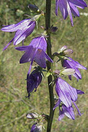 Campanula bononiensis \ Bologneser Glockenblume, Filz-Glockenblume / Pale Bellflower, European Bellflower, Slowenien/Slovenia Postojna 14.7.2007