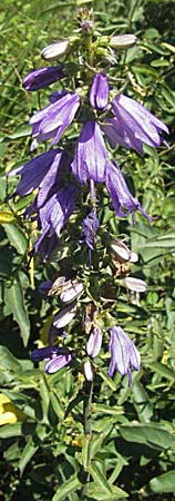 Campanula bononiensis \ Bologneser Glockenblume, Filz-Glockenblume / Pale Bellflower, European Bellflower, Slowenien/Slovenia Postojna 14.7.2007