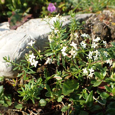Galium anisophyllon \ Ungleichblttriges Labkraut / Alpine Bedstraw, Slowenien/Slovenia Koschuta, Planina Pungrat 6.7.2019