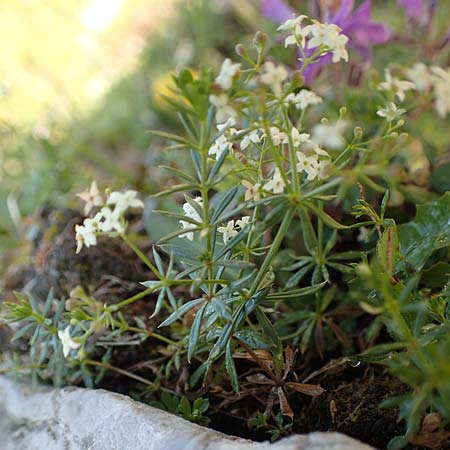 Galium anisophyllon \ Ungleichblttriges Labkraut / Alpine Bedstraw, Slowenien/Slovenia Koschuta, Planina Pungrat 6.7.2019