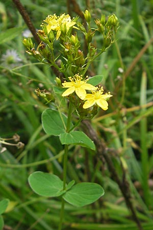 Hypericum maculatum \ Geflecktes Johanniskraut / Imperforate St. John's-Wort, Slowenien/Slovenia Sajevce 1.8.2011