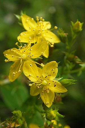 Hypericum maculatum \ Geflecktes Johanniskraut / Imperforate St. John's-Wort, Slowenien/Slovenia Sajevce 1.8.2011