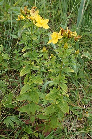Hypericum maculatum \ Geflecktes Johanniskraut / Imperforate St. John's-Wort, Slowenien/Slovenia Loibl-Pass 8.7.2019