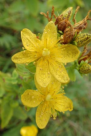 Hypericum maculatum \ Geflecktes Johanniskraut / Imperforate St. John's-Wort, Slowenien/Slovenia Loibl-Pass 8.7.2019