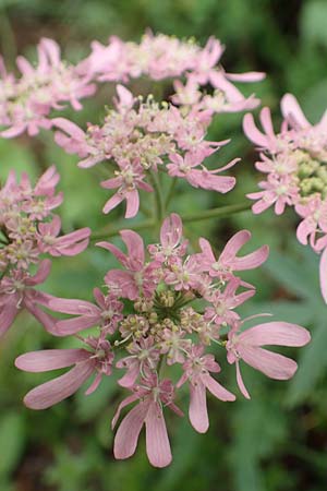 Heracleum austriacum subsp. siifolium \ Merk-Brenklau, Roter sterreich-Brenklau / Red Austrian Hogweed, Slowenien/Slovenia Loibl-Pass 8.7.2019