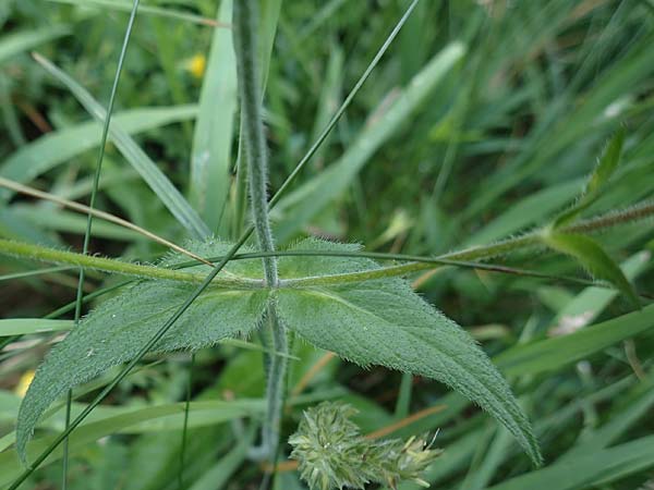 Knautia drymeia subsp. drymeia \ Ungarische Witwenblume, Balkan-Witwenblume / Hungarian Widow Flower, Slowenien/Slovenia Koschuta 7.7.2019