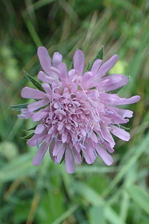 Knautia drymeia subsp. drymeia \ Ungarische Witwenblume, Balkan-Witwenblume / Hungarian Widow Flower, Slowenien/Slovenia Koschuta 7.7.2019