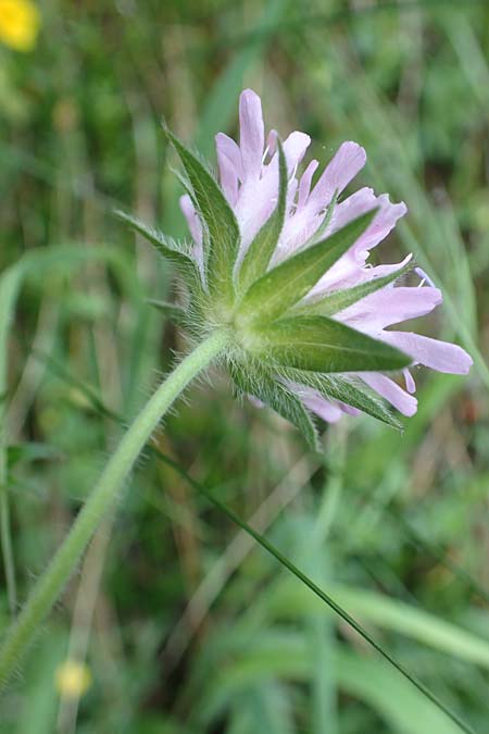 Knautia drymeia subsp. drymeia \ Ungarische Witwenblume, Balkan-Witwenblume / Hungarian Widow Flower, Slowenien/Slovenia Koschuta 7.7.2019