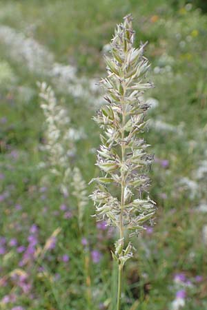 Koeleria eriostachya \ Wollige Kammschmiele / Wooly Hair Grass, Slowenien/Slovenia Koschuta, Planina Pungrat 6.7.2019