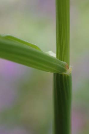 Koeleria eriostachya \ Wollige Kammschmiele / Wooly Hair Grass, Slowenien/Slovenia Koschuta, Planina Pungrat 6.7.2019