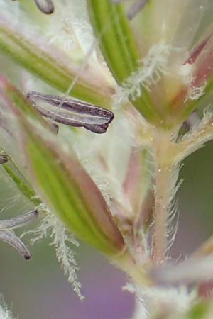 Koeleria eriostachya \ Wollige Kammschmiele / Wooly Hair Grass, Slowenien/Slovenia Koschuta, Planina Pungrat 6.7.2019