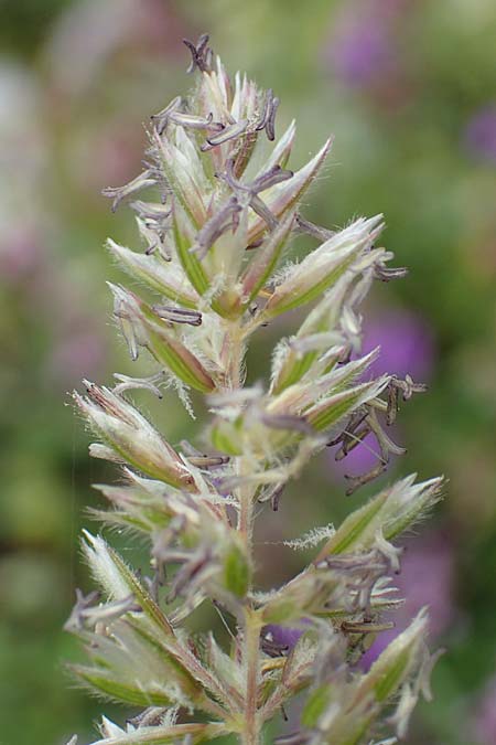 Koeleria eriostachya \ Wollige Kammschmiele / Wooly Hair Grass, Slowenien/Slovenia Koschuta, Planina Pungrat 6.7.2019