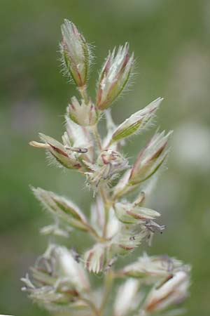 Koeleria eriostachya \ Wollige Kammschmiele / Wooly Hair Grass, Slowenien/Slovenia Koschuta, Planina Pungrat 6.7.2019