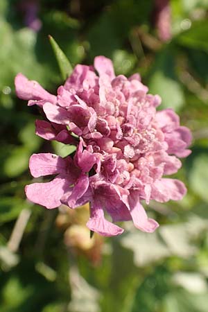 Knautia drymeia subsp. intermedia \ Mittlere Ungarische Witwenblume, Balkan-Witwenblume / Hungarian Widow Flower, Slowenien/Slovenia Loibl-Pass 8.7.2019