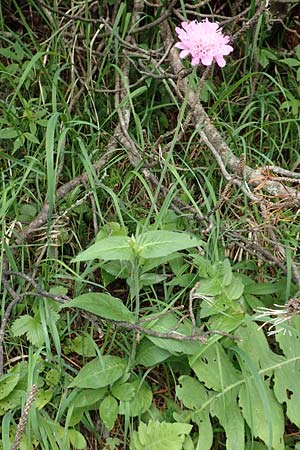 Knautia drymeia subsp. intermedia \ Mittlere Ungarische Witwenblume, Balkan-Witwenblume / Hungarian Widow Flower, Slowenien/Slovenia Loibl-Pass 8.7.2019