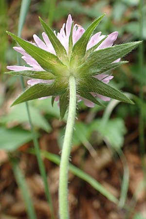 Knautia drymeia subsp. intermedia \ Mittlere Ungarische Witwenblume, Balkan-Witwenblume / Hungarian Widow Flower, Slowenien/Slovenia Loibl-Pass 8.7.2019