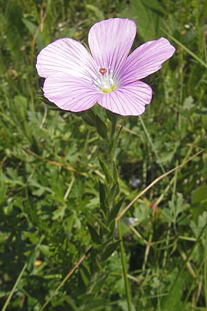 Linum viscosum \ Klebriger Lein / Sticky Flax, Slowenien/Slovenia Nova Vas 27.6.2010