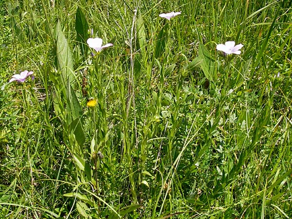 Linum viscosum \ Klebriger Lein / Sticky Flax, Slowenien/Slovenia Nova Vas 27.6.2010