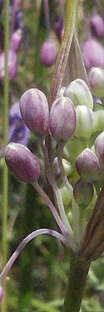 Allium carinatum subsp. pulchellum \ Schner Lauch / Pretty Keeled Garlic, Slowenien/Slovenia Postojna 14.7.2007