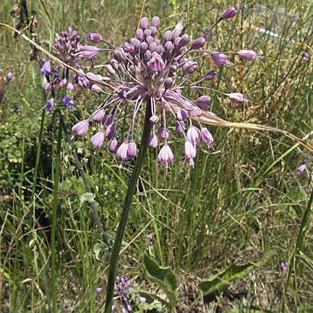 Allium carinatum subsp. pulchellum \ Schner Lauch / Pretty Keeled Garlic, Slowenien/Slovenia Postojna 14.7.2007